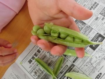 なかやみわ作「そらまめくんのベッド」2